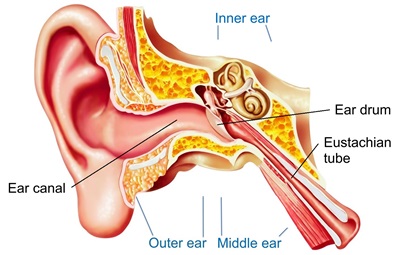 Ear anatomy
